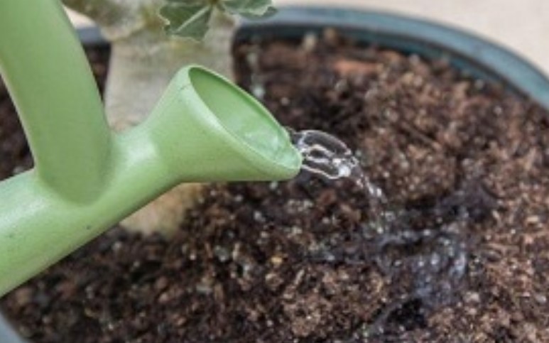 Адениум: декоративное растение для дома