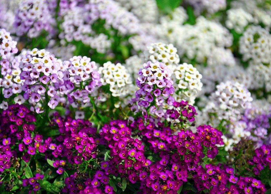 8 неприхотливых цветов для дачи