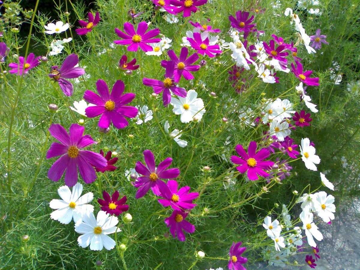 8 неприхотливых цветов для дачи