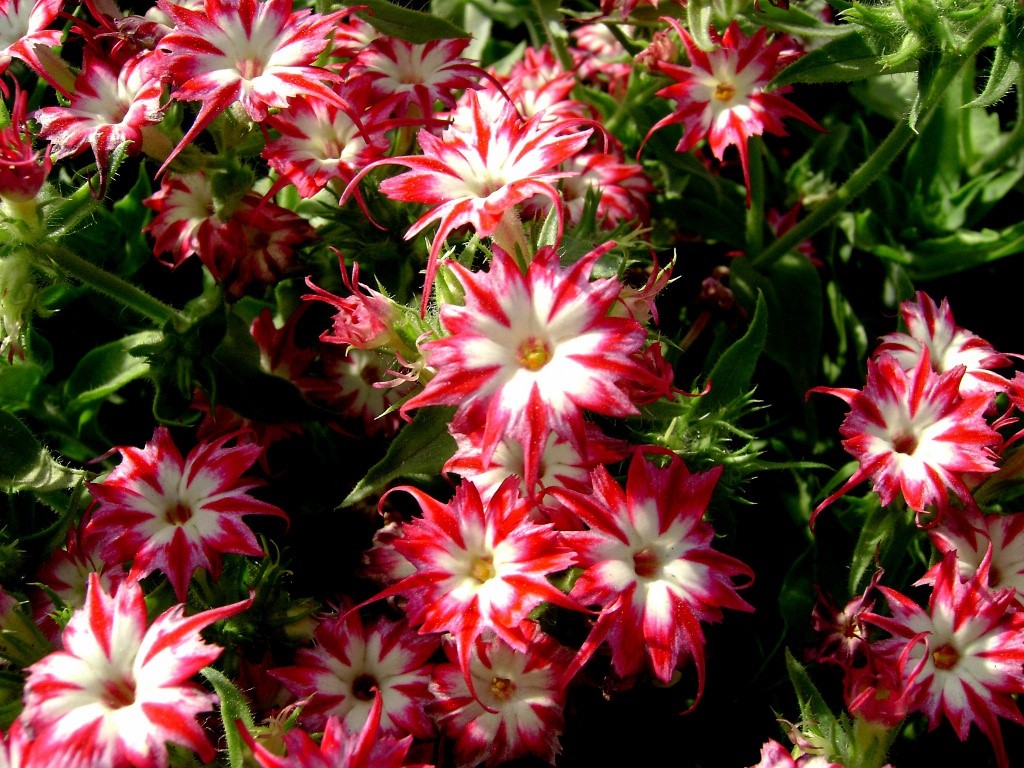 8 неприхотливых цветов для дачи