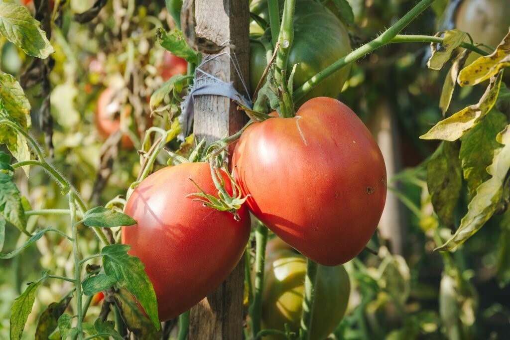 10 сладких сортов томатов