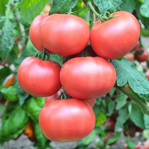 10 сладких сортов томатов