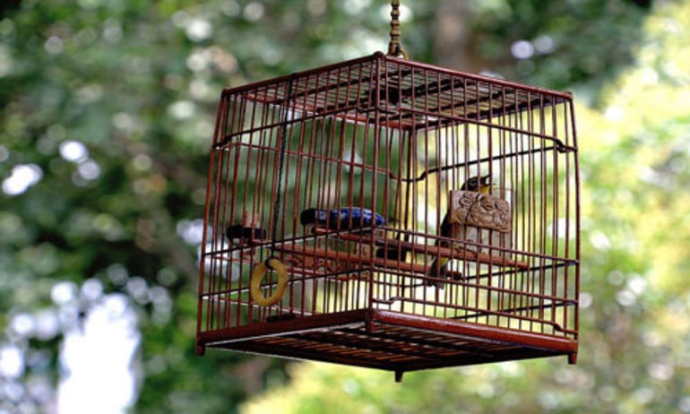 Домашние животные, спасающие от депрессии