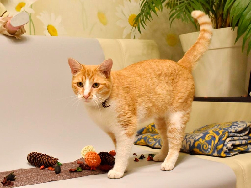 НИИ гриппа имени Смородинцева провел первое исследование COVID-19 у кота