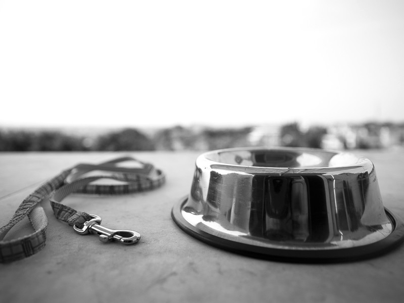 Жительница Петербурга отсудила 21 тыс. рублей за моральный вред и травмы, полученные в драке с хозяйкой таксы