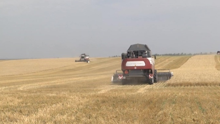 Цена на экспортную пшеницу превысила 300 долларов за тонну