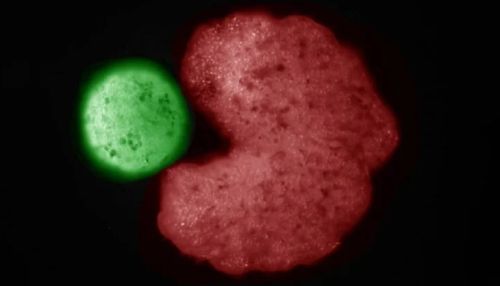 Ксеноботы - первые в мире "живые роботы", способные к самовоспроизведению