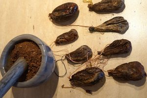 Бобровая струя: показания к применению, где купить