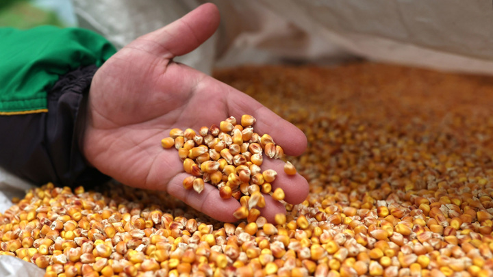 Страны ЕС начали получать украинскую кукурузу вместо пшеницы