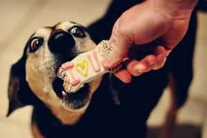 Выбираем лакомство для собаки: на что стоит обратить внимание?