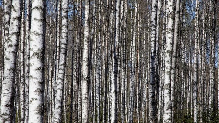 Минфин предложил установить разные ставки за пользование лесами