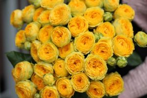 Как выбрать красивые розы для посадки: советы и рекомендации