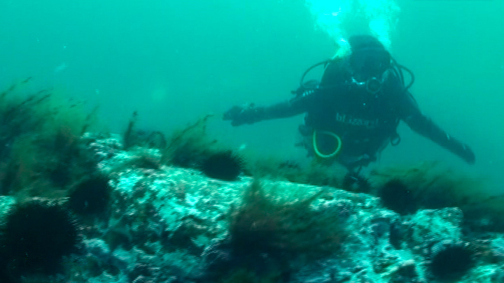 ЕК: захороненные в Балтийском море боеприпасы препятствуют строительству ветряков