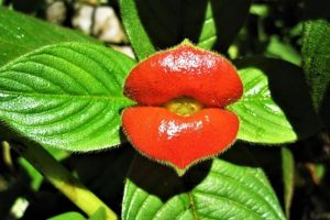 Удивительные факты о цветах, о которых мало кто знает