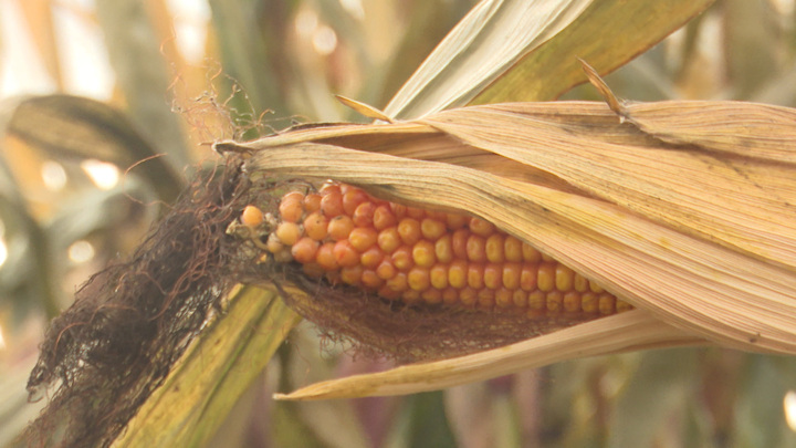 Россия ввела запрет на ввоз семян кукурузы и подсолнечника из четырех стран - Новости на Вести.ru