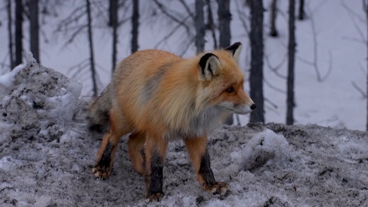 В Петербурге из-за лисы на взлетной полосе самолет ушел на второй круг - Новости на Вести.ru