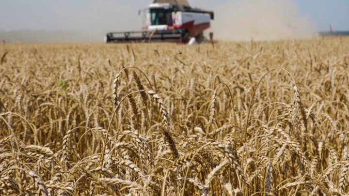 Лут: Россия в июле – декабре 2025 года поставит за рубеж 33 млн тонн зерна - Новости на Вести.ru