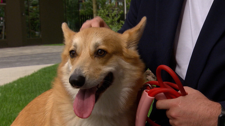 Кинолог Ануриева: собаке перед полетом можно дать специальные антидепрессанты - Новости на Вести.ru