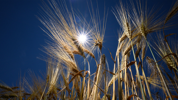 Союз мукомолов связал сокращение производства ржи в России с невостребованностью - Новости на Вести.ru