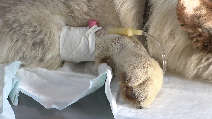 Ветеринар Глущенко: препарат для продления жизни собак может привести к раку - Новости на Вести.ru